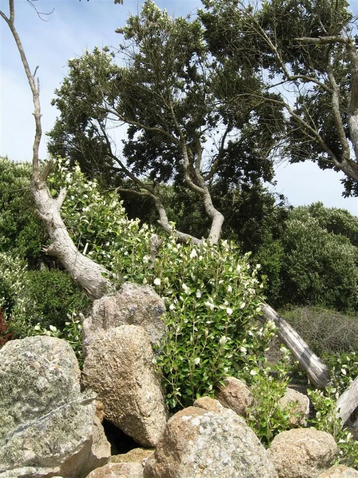 Day 3 gwynver beach ake ake type trees